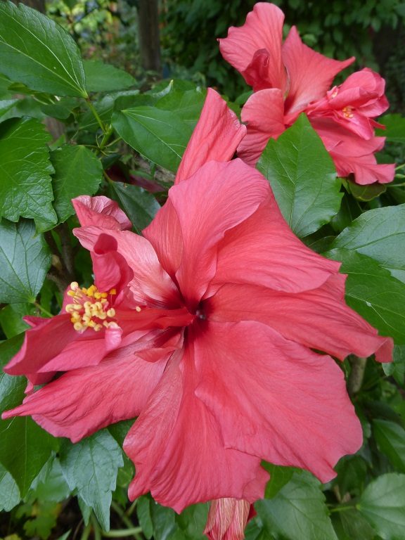 Hibiscus  Classic Red