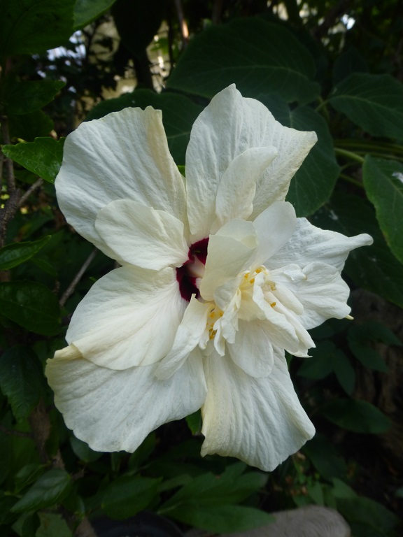 Hibiscus wei&szlig; halbgef&uuml;llt