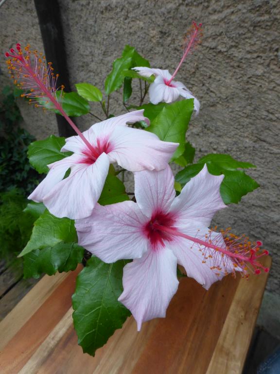 Hbiscus Appleblossom