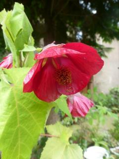 Abutilon